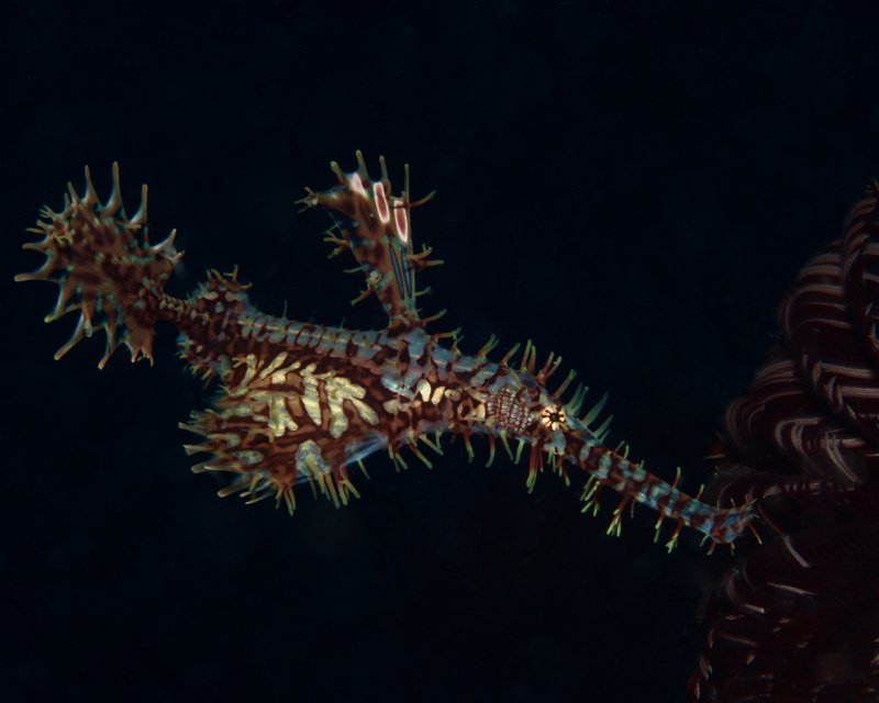 Divesite Image