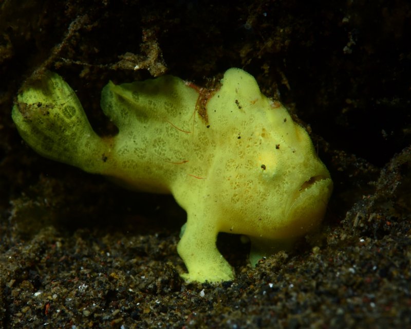 Divesite Image