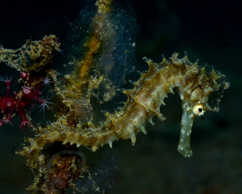 Divesite Image