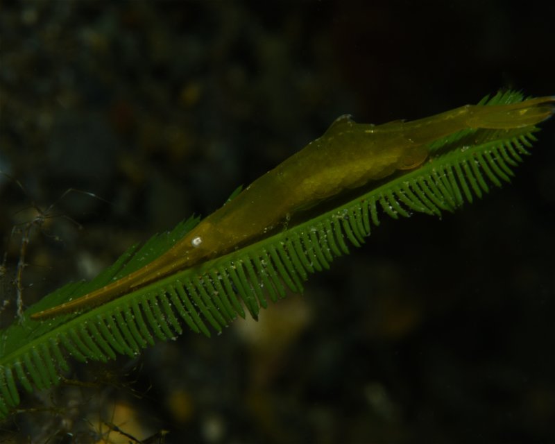 Divesite Image