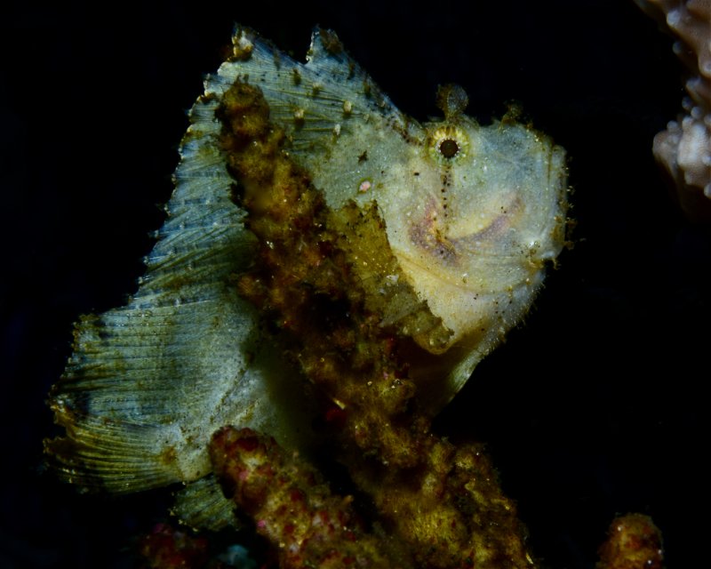 Divesite Image
