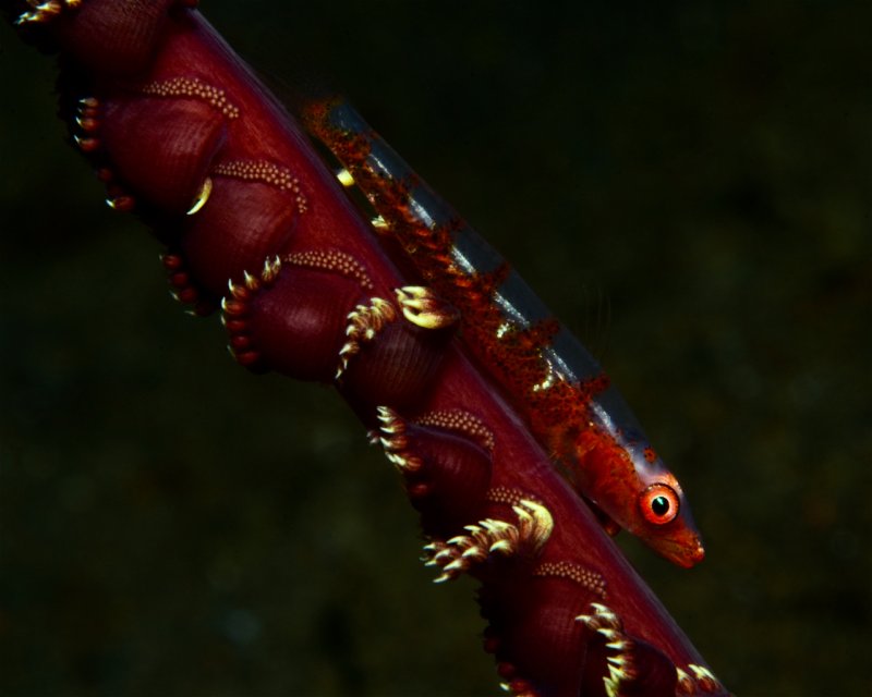 Divesite Image