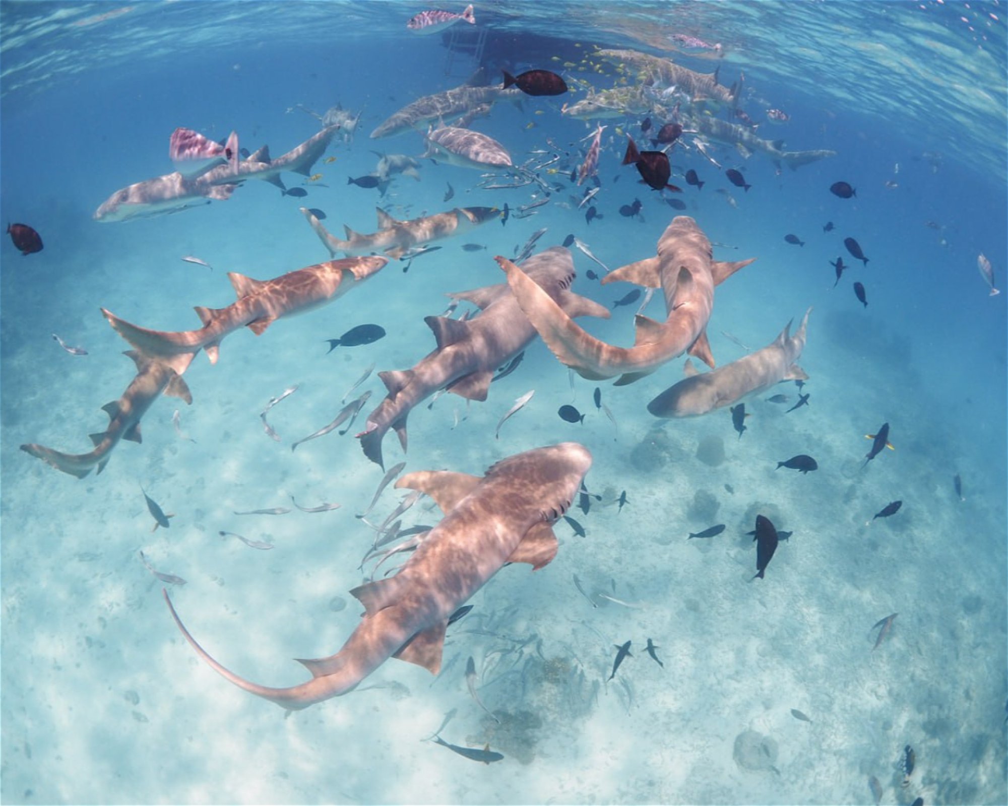 Sub Oceanic at Hilton Maldives Amingiri, 20188 North Male Atoll