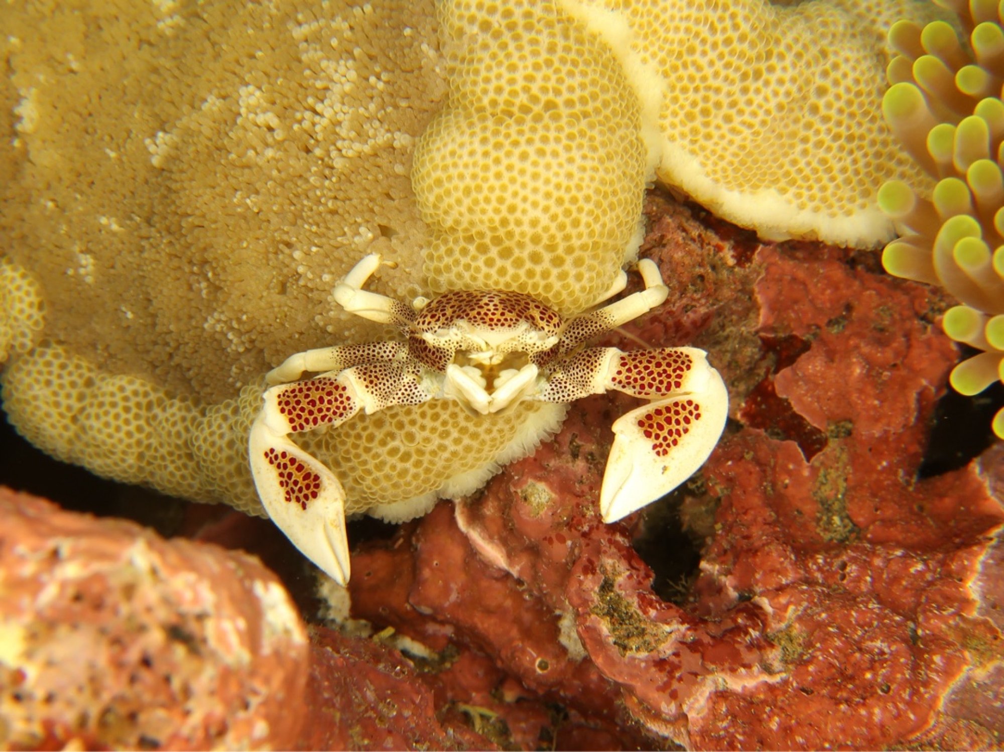 Peter S. (#417559)