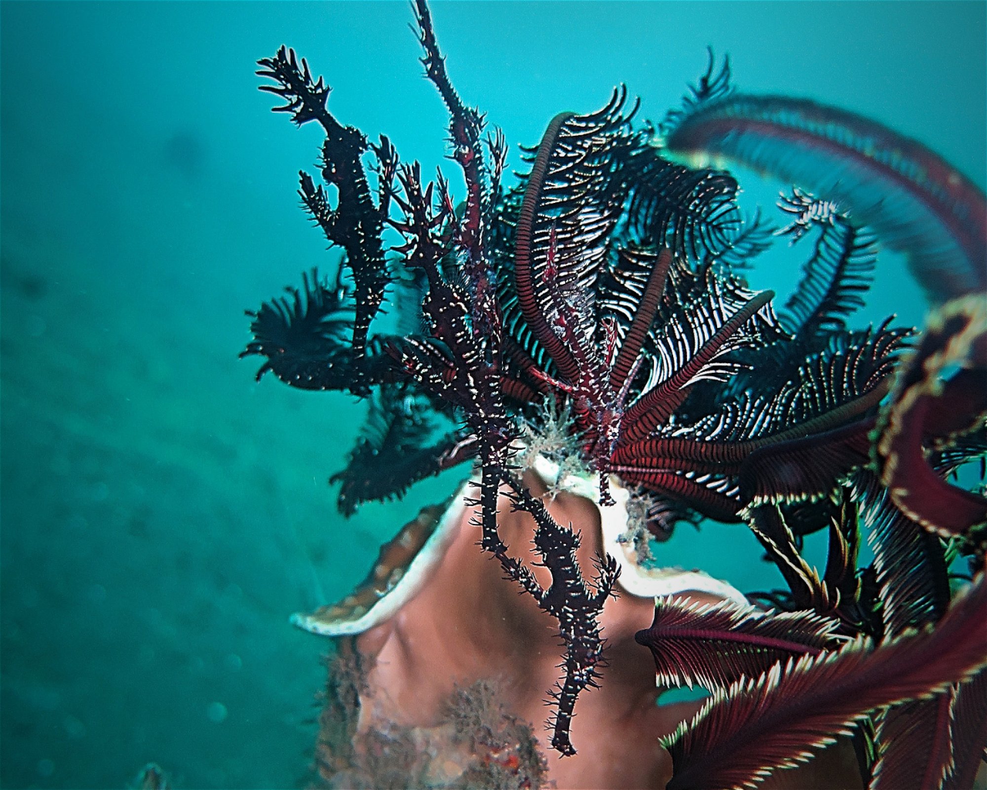 Amed Jepun Divers, 80852 Amed, Karangasem