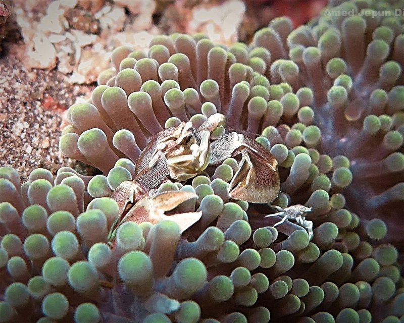 Divesite Image