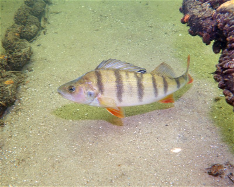 Divesite Image