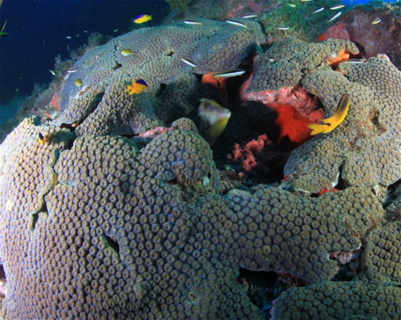 Divesite Image