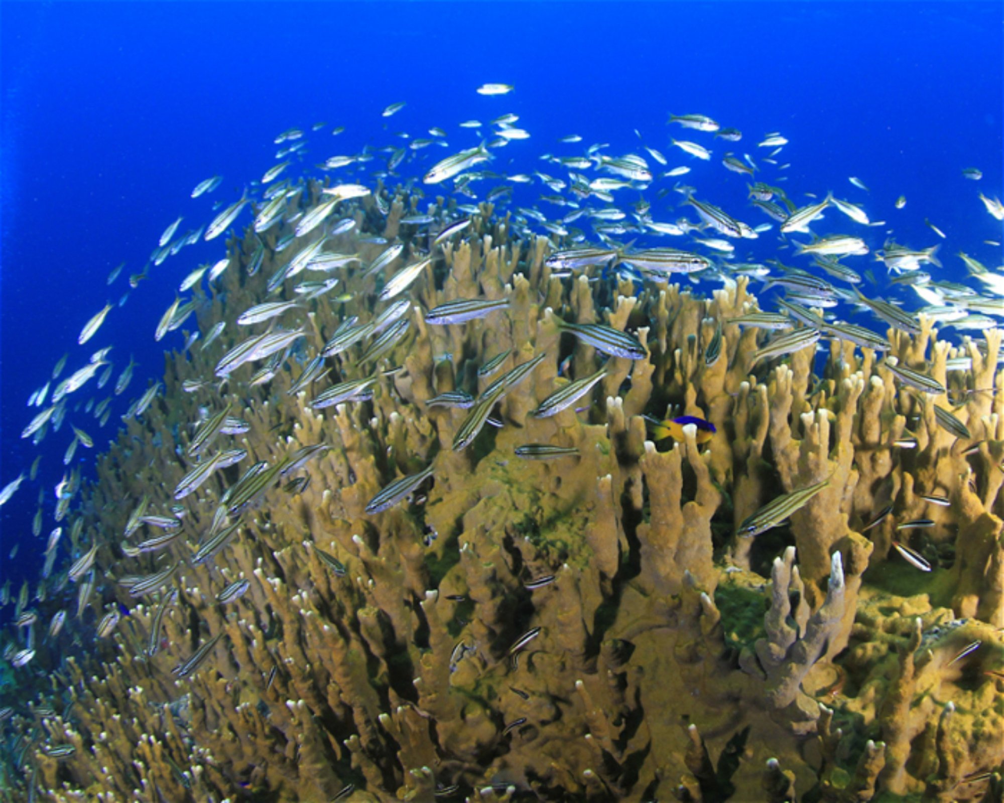 CNM DIVE, 13211-698 JUNDIAI