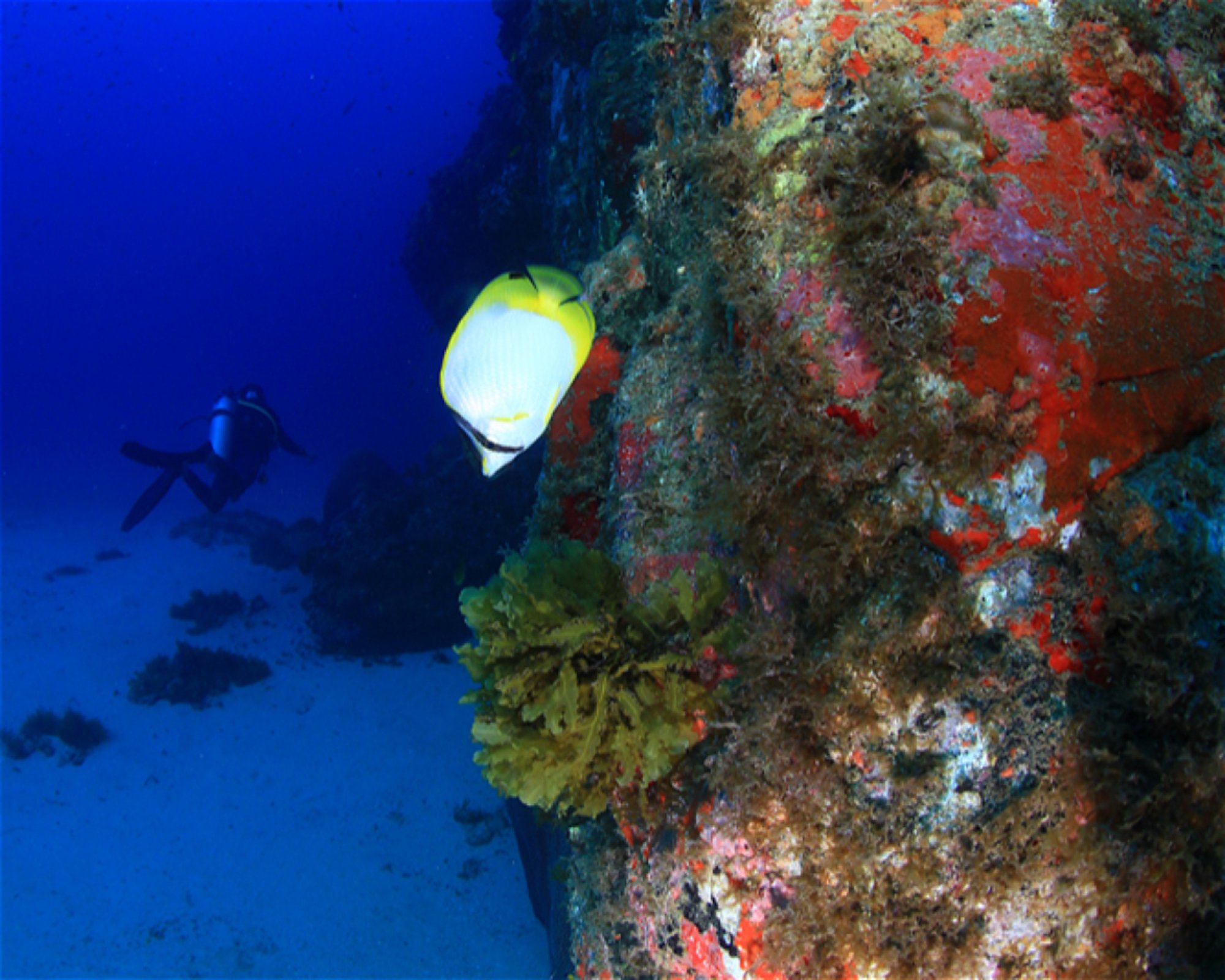 CNM DIVE, 13211-698 JUNDIAI