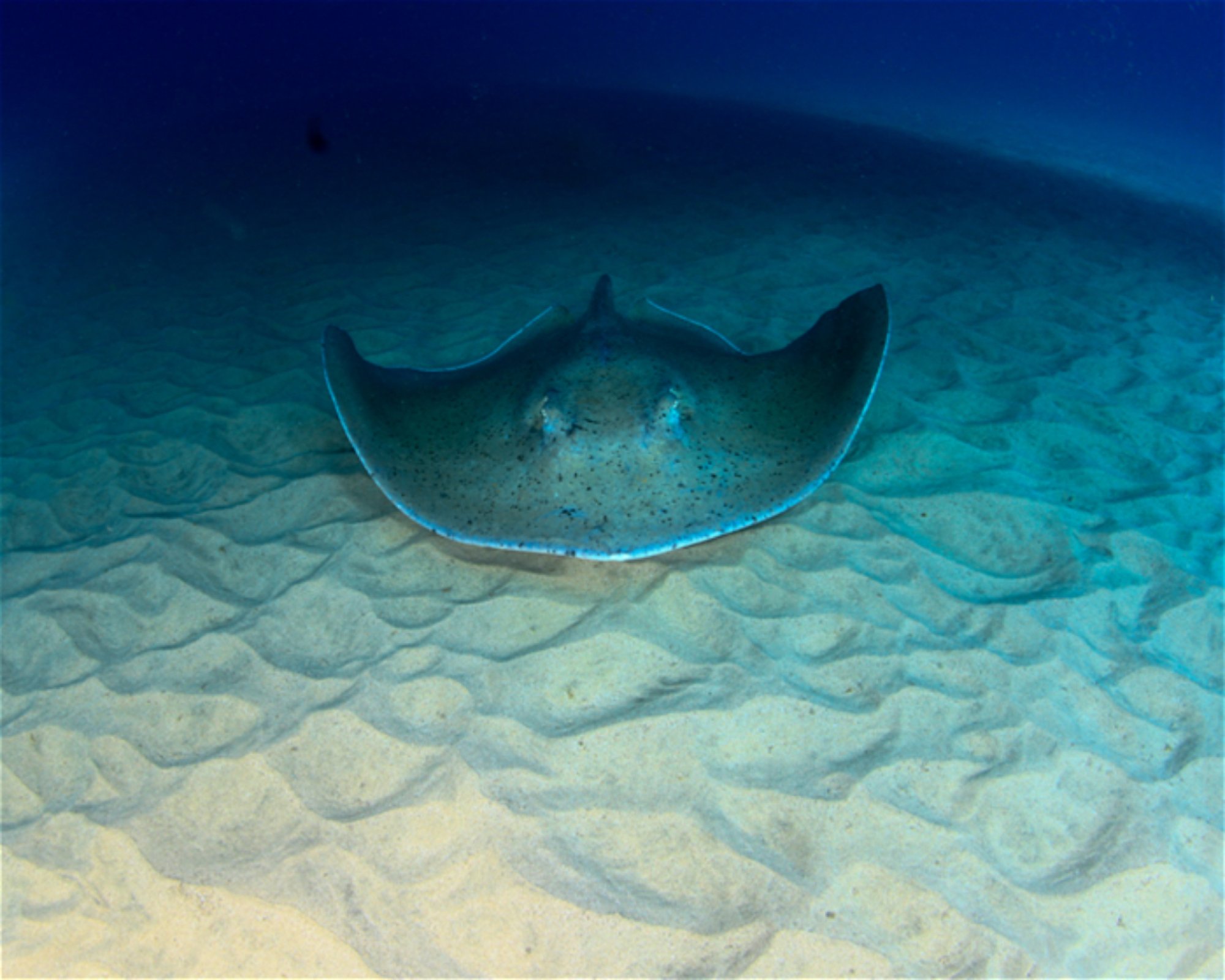 CNM DIVE, 13211-698 JUNDIAI