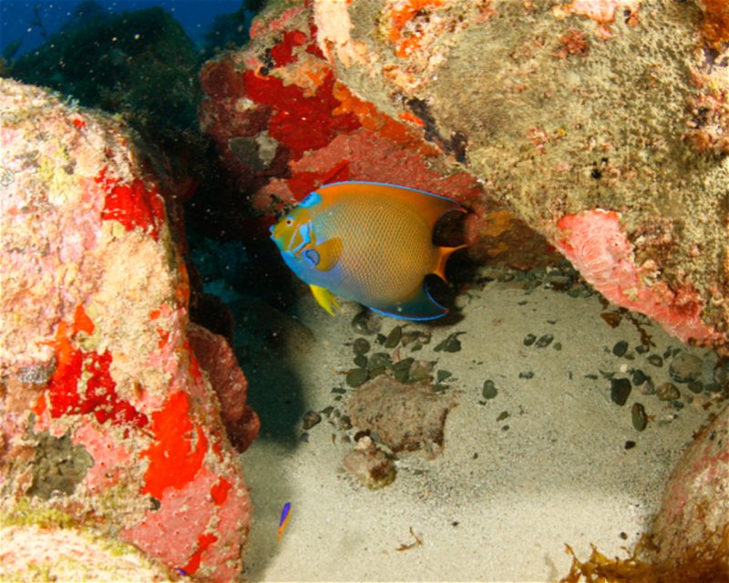 Divesite Image