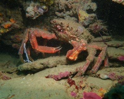 Golden Reef Wall <span class="text-color-primary text-sm"> (★4.4)</span>