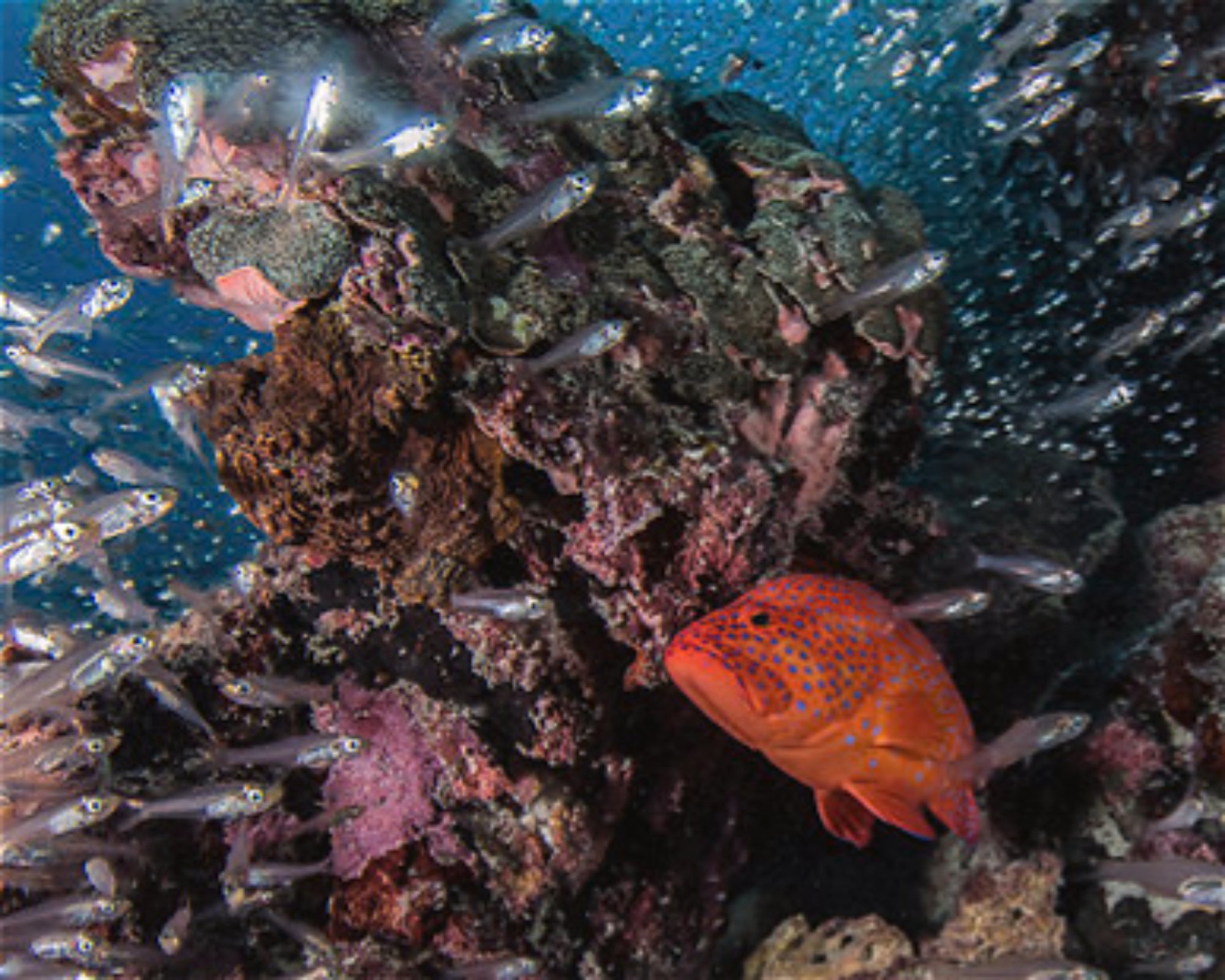 BLUE SEA DIVERS, 0000 MAHE