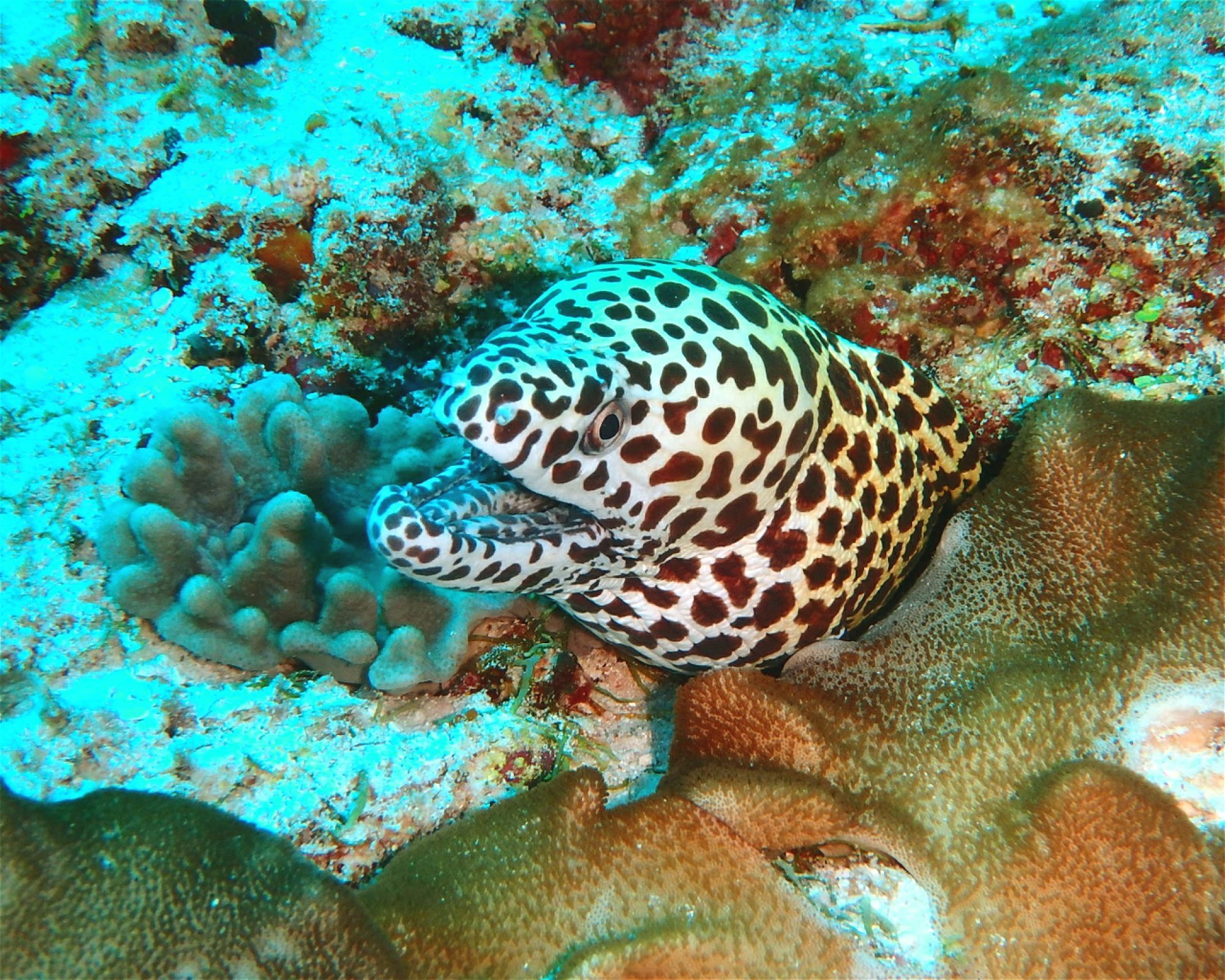 DivePoint Hudhuran Fushi, 20193 Male