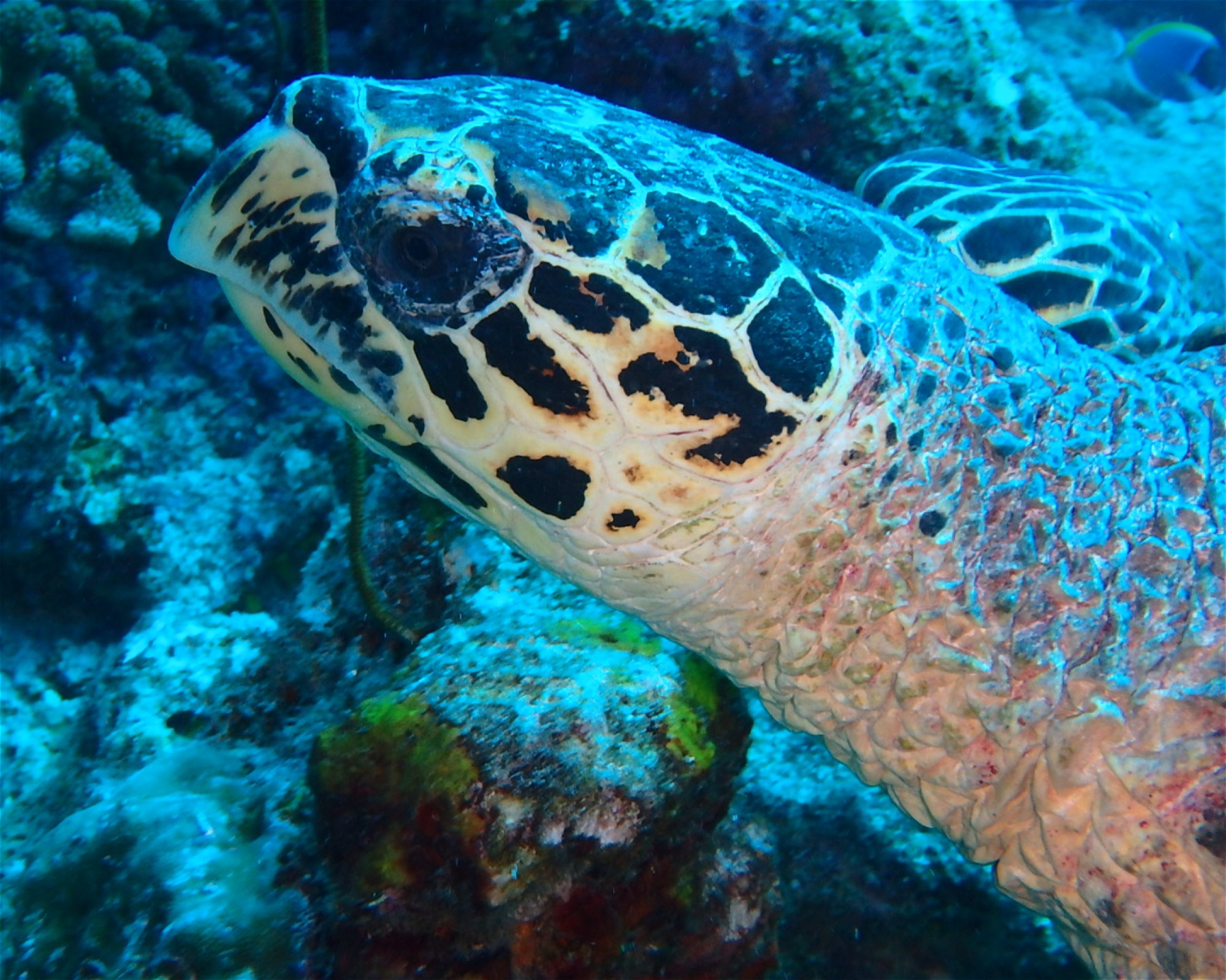 DivePoint Hudhuran Fushi, 20193 Male