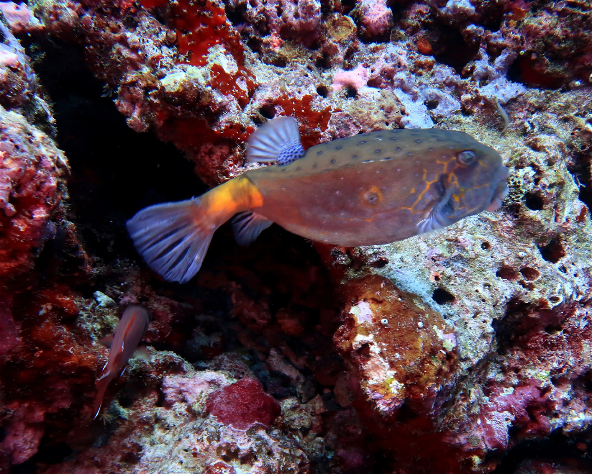 DivePoint Hudhuran Fushi, 20193 Male