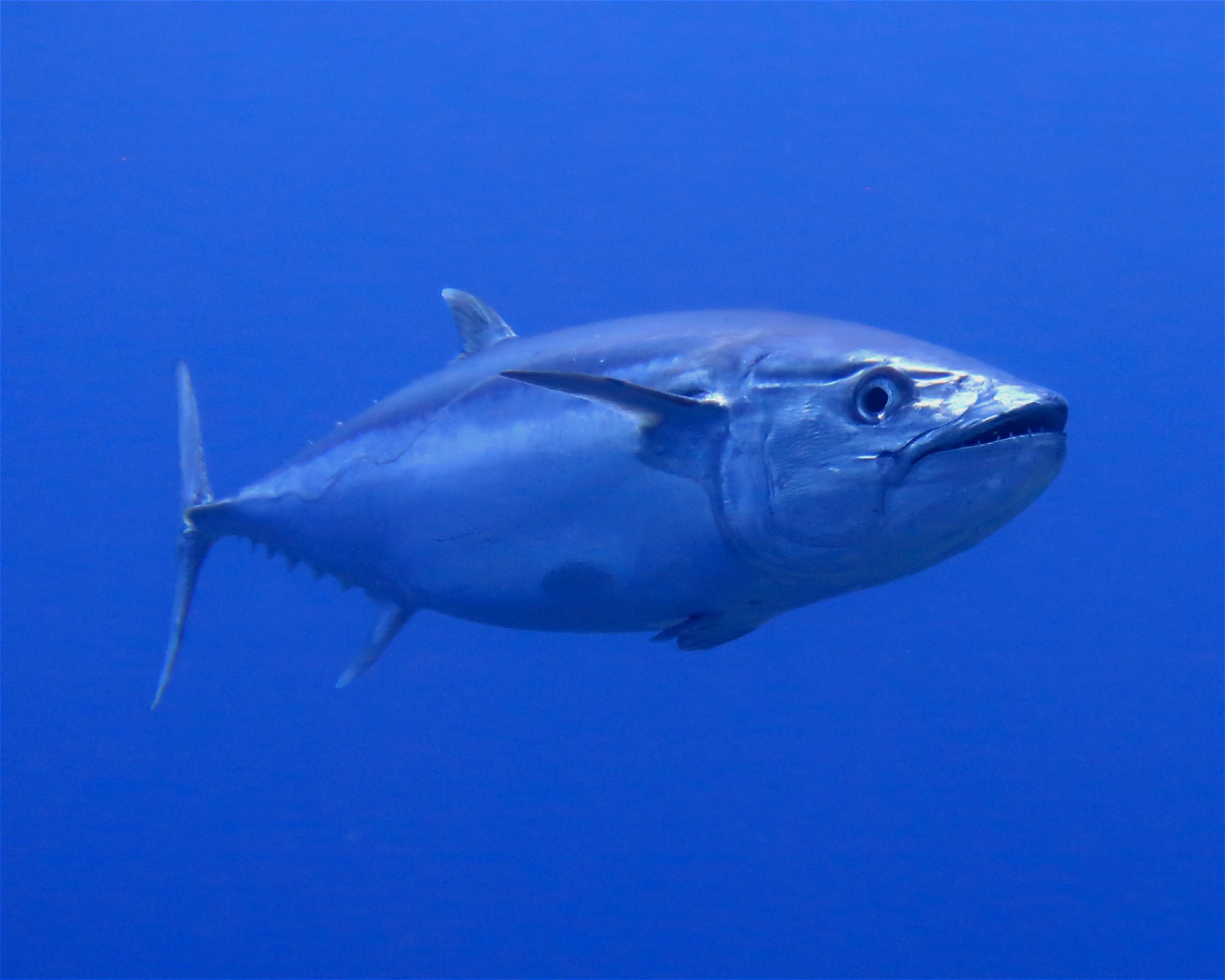 DivePoint Hudhuran Fushi, 20193 Male