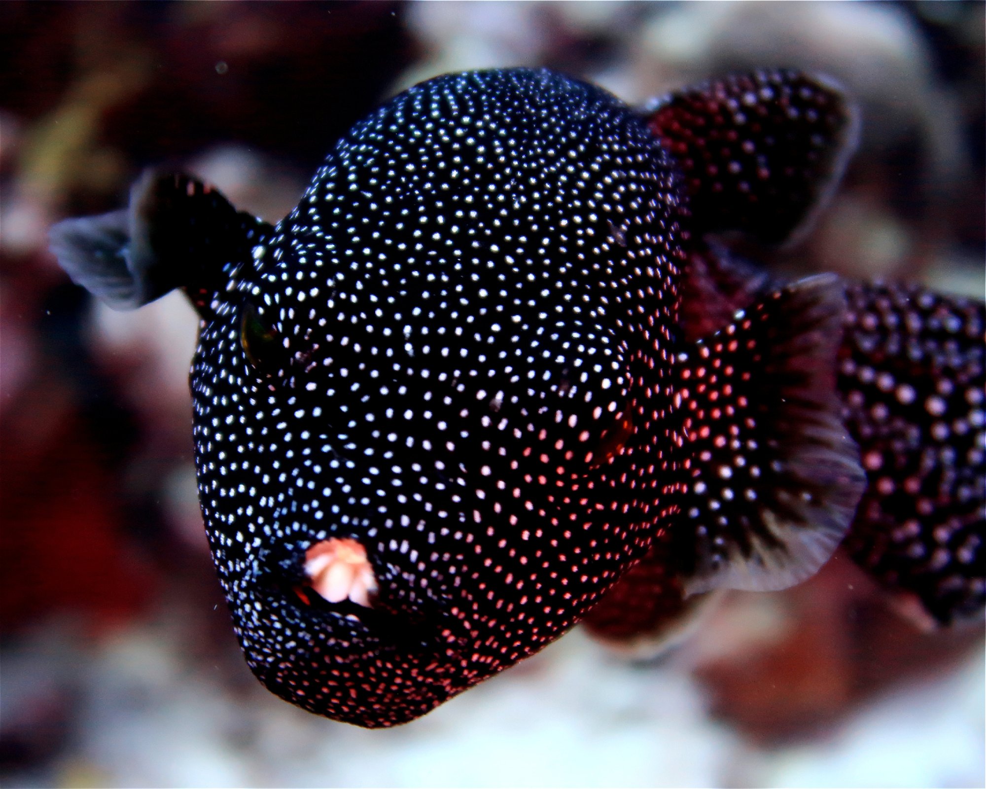 DivePoint Hudhuran Fushi, 20193 Male