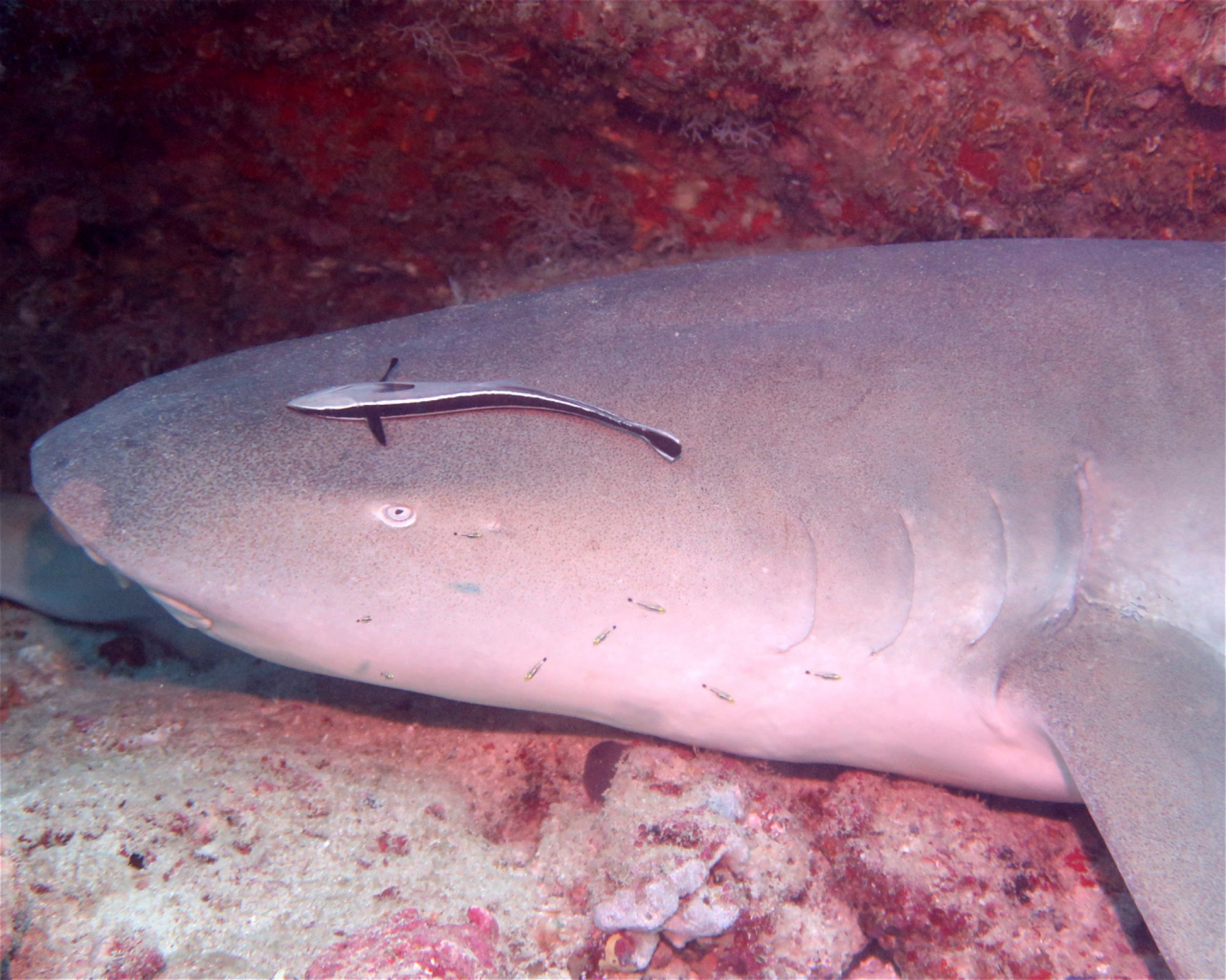 DivePoint Hudhuran Fushi, 20193 Male