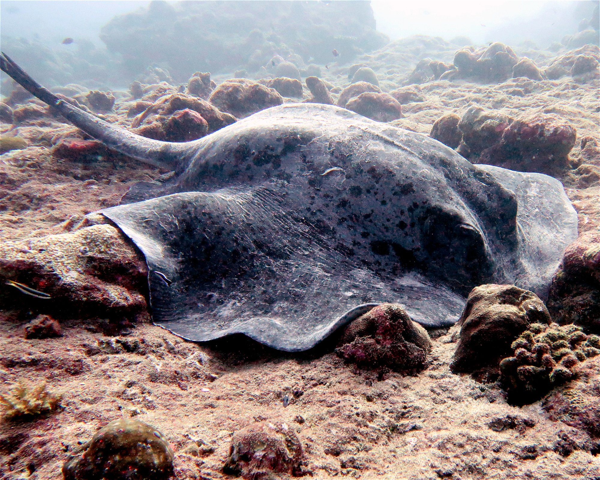 DivePoint Hudhuran Fushi, 20193 Male