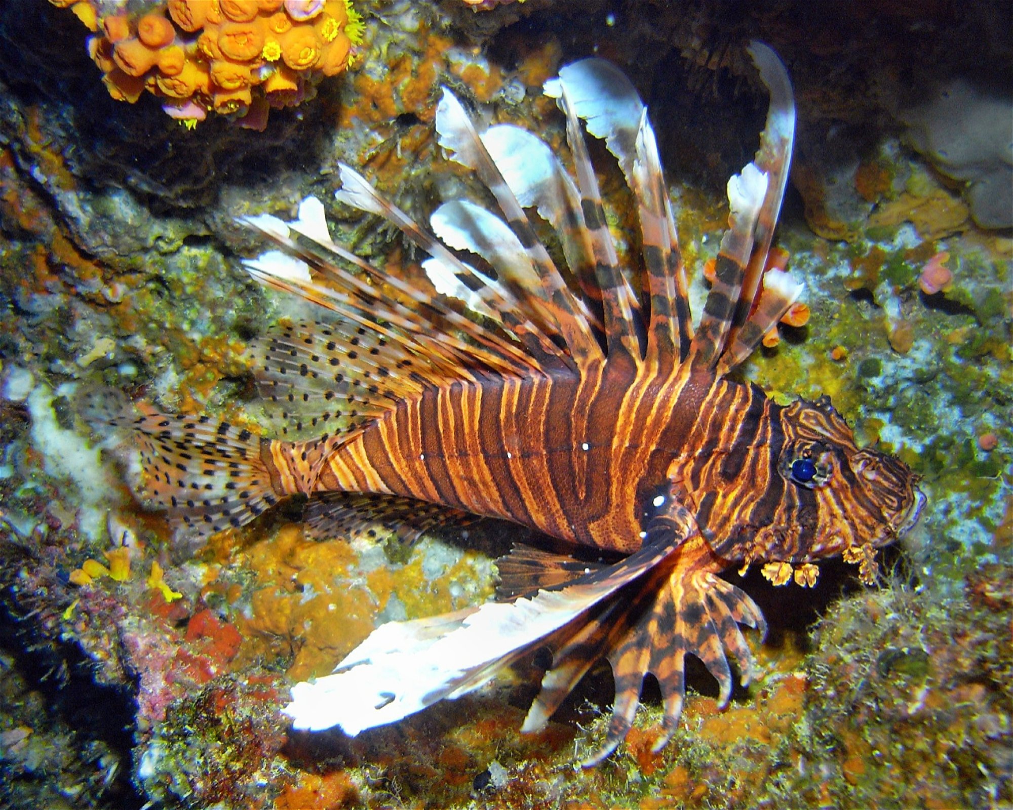 DivePoint Hudhuran Fushi, 20193 Male