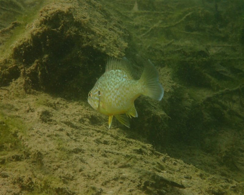 Divesite Image