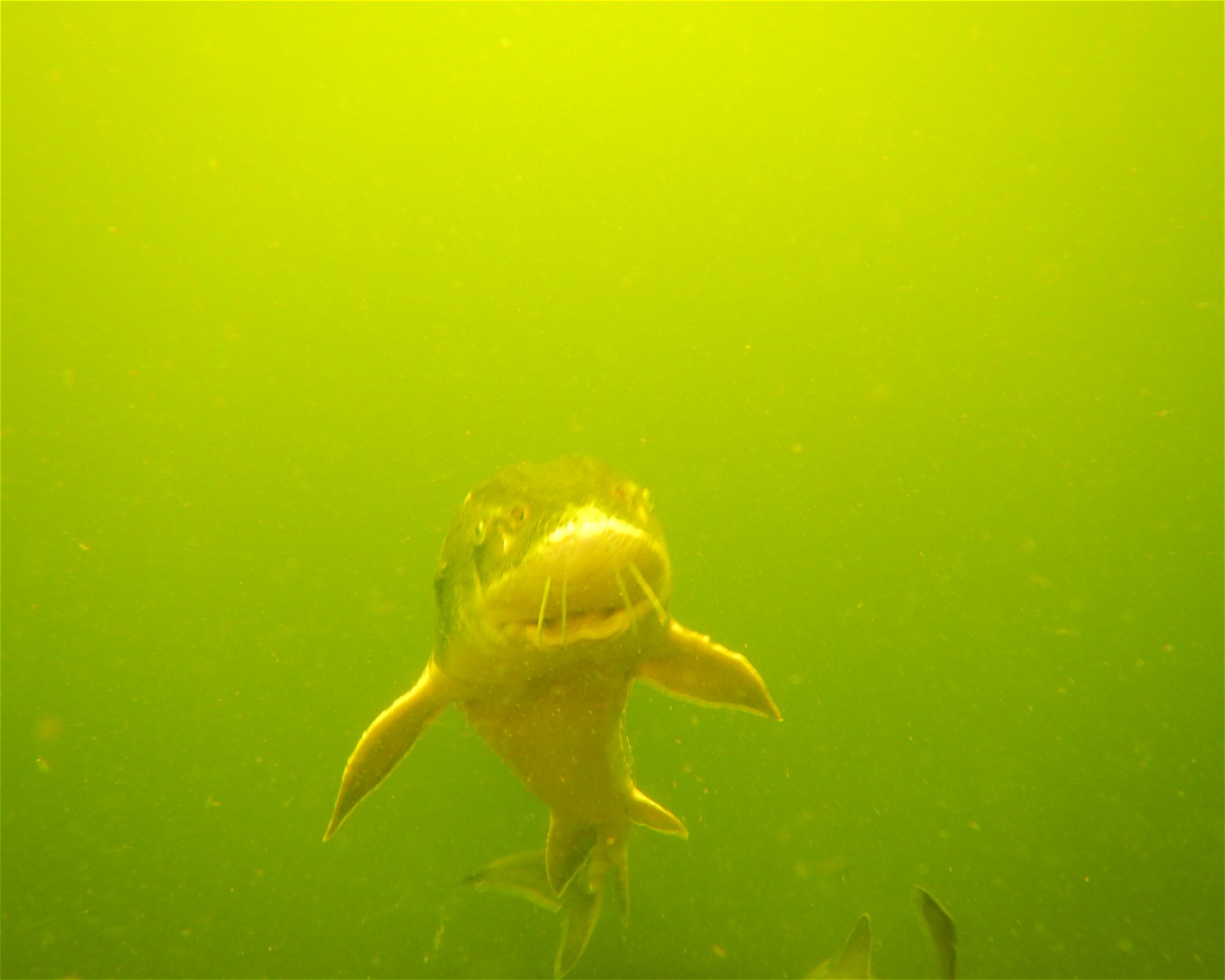 Scuba World Arnhem, 6811 CG Arnhem