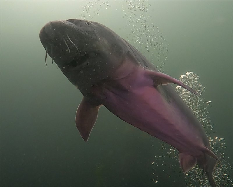 Divesite Image