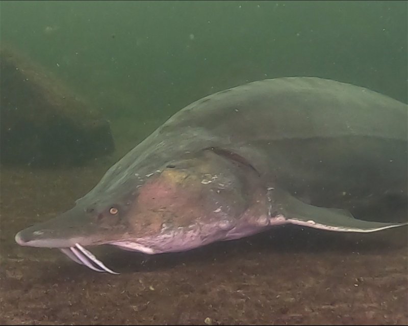 Divesite Image