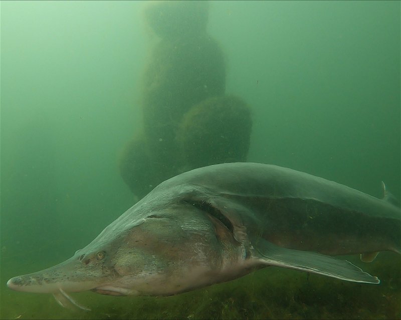 Divesite Image
