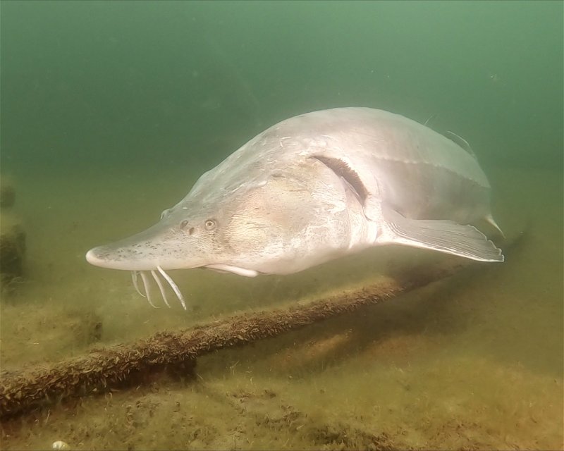Divesite Image