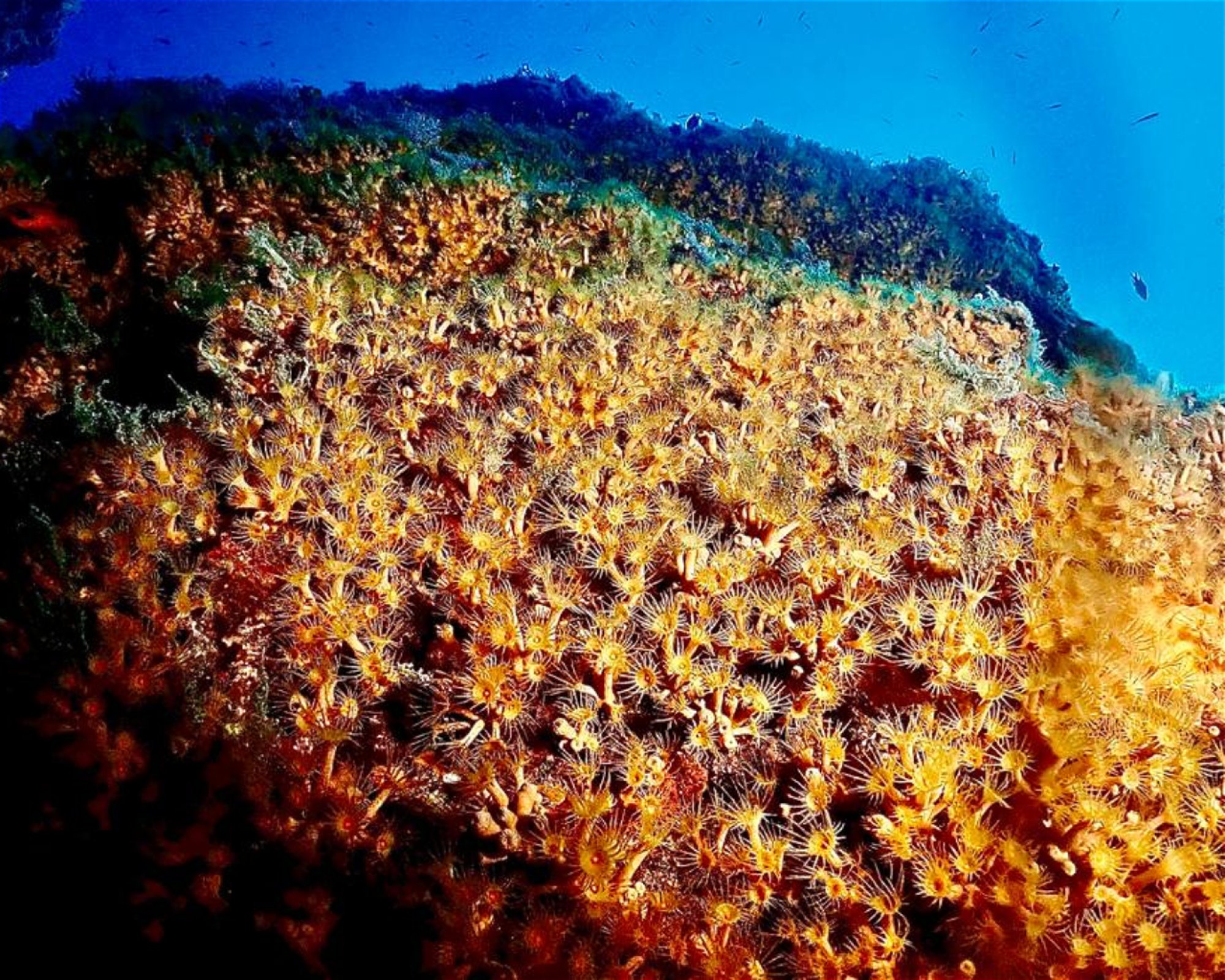 MASSUB DIVING CENTER - PORTOFINO, 16033 LAVAGNA