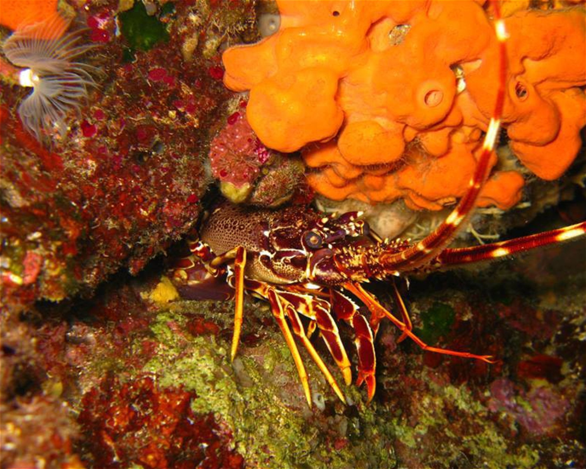 Gorgonia Diving Center, 34007 Skyros