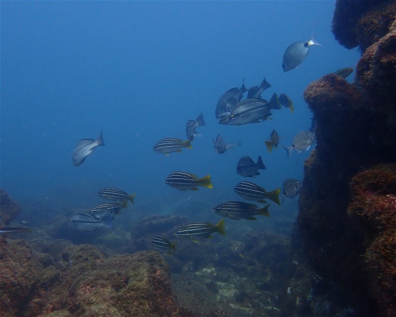 Divesite Image