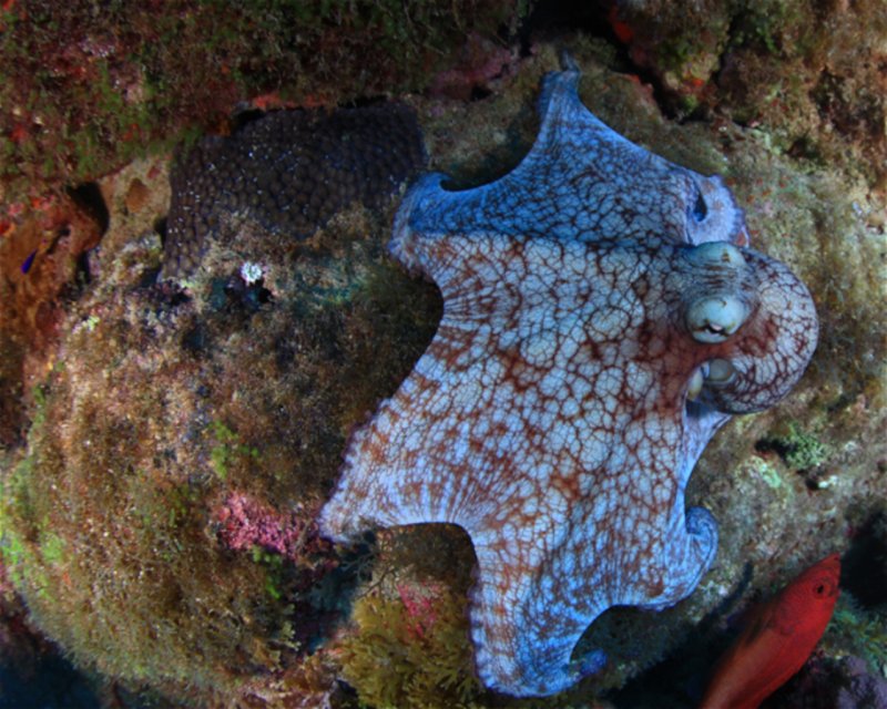 Divesite Image