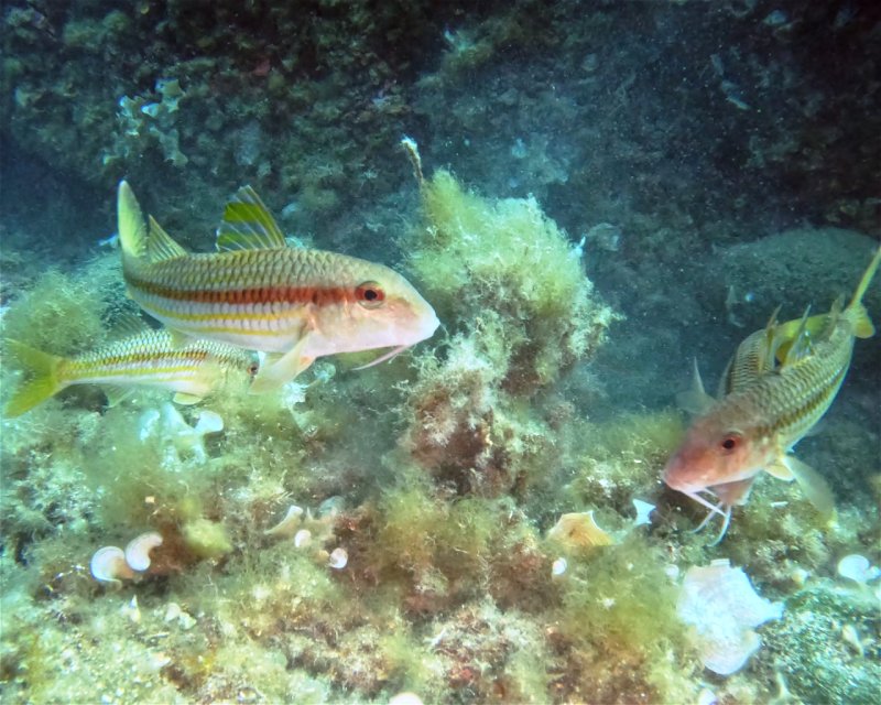 Divesite Image