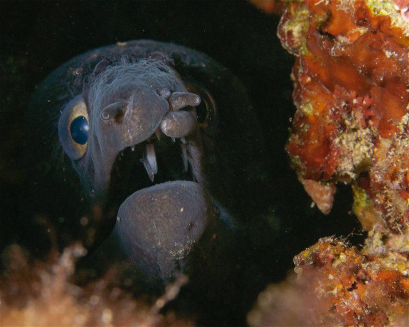 Divesite Image