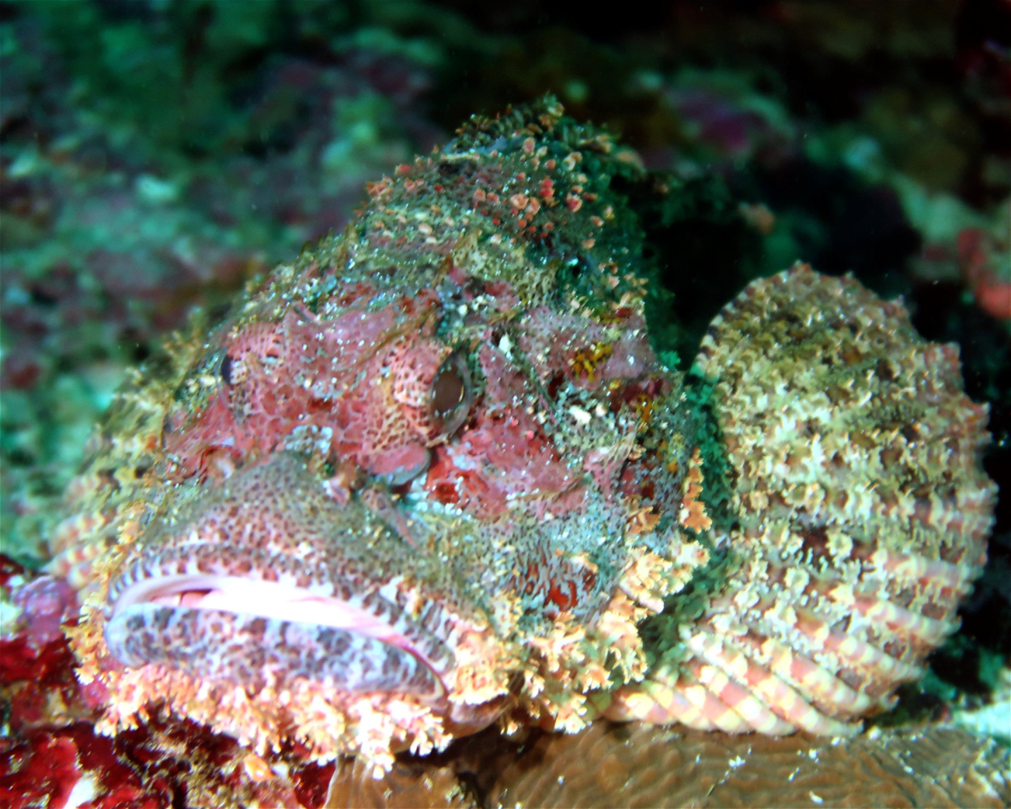 DivePoint Meedhupparu, 960 Meedhupparu