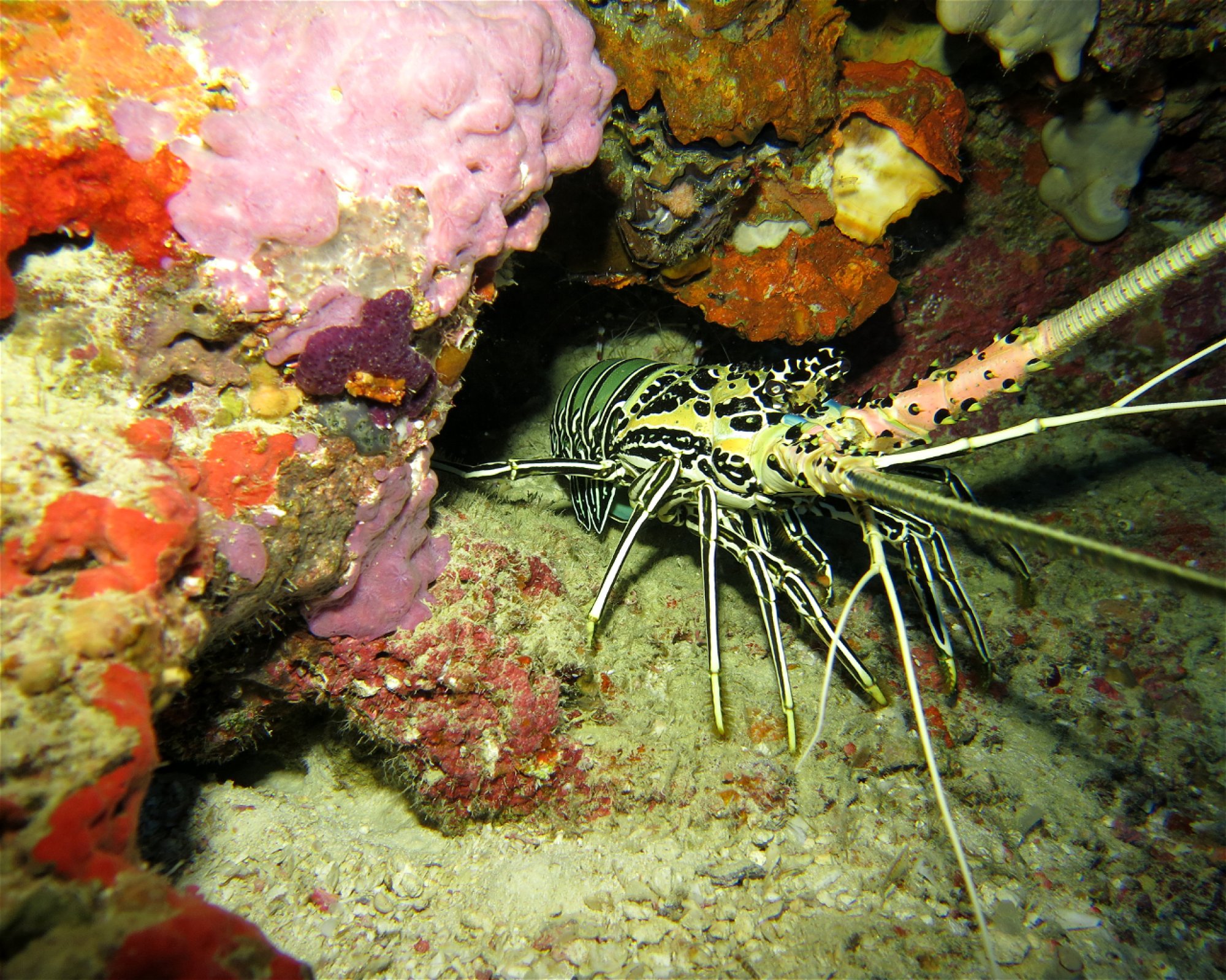 DivePoint Meedhupparu, 960 Meedhupparu