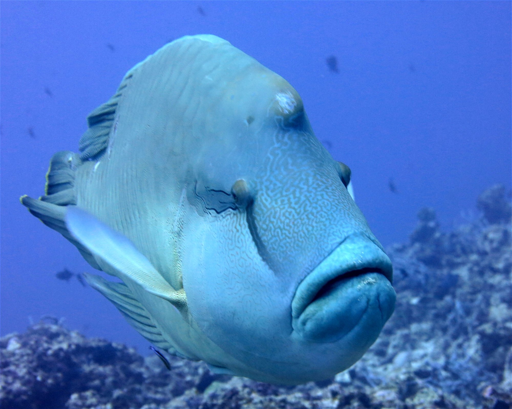 DivePoint Meedhupparu, 960 Meedhupparu