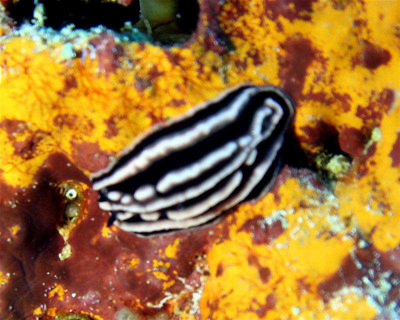 Divesite Image