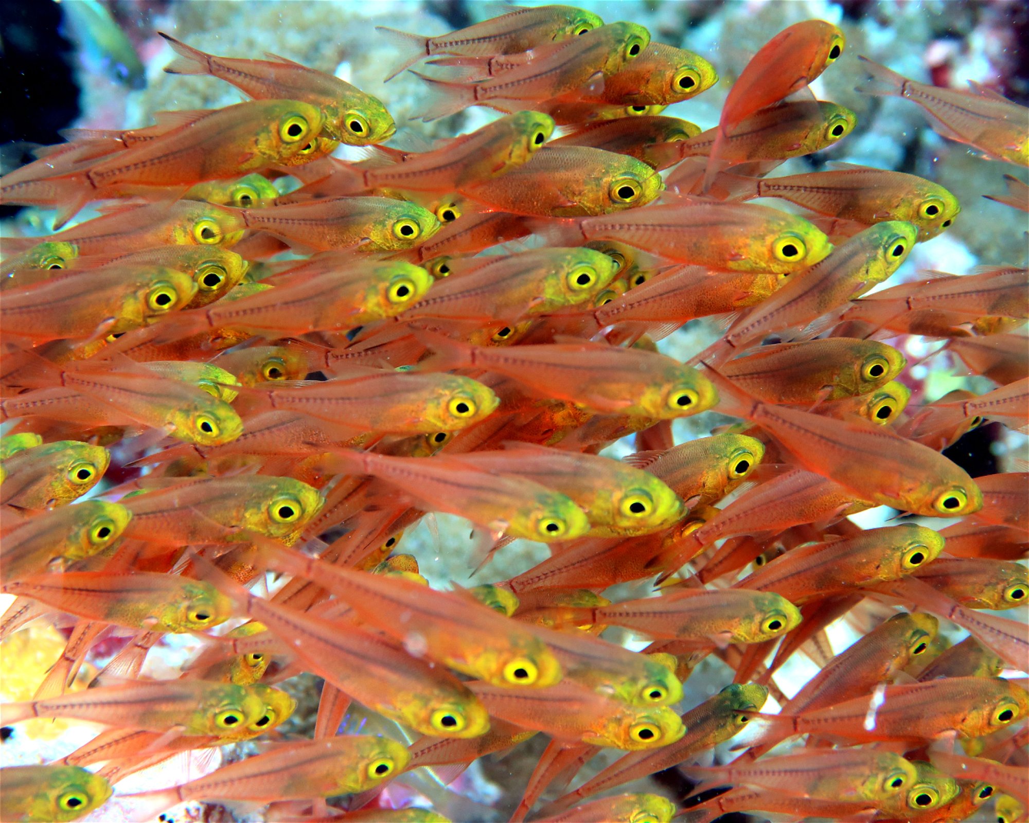 DivePoint Meedhupparu, 960 Meedhupparu