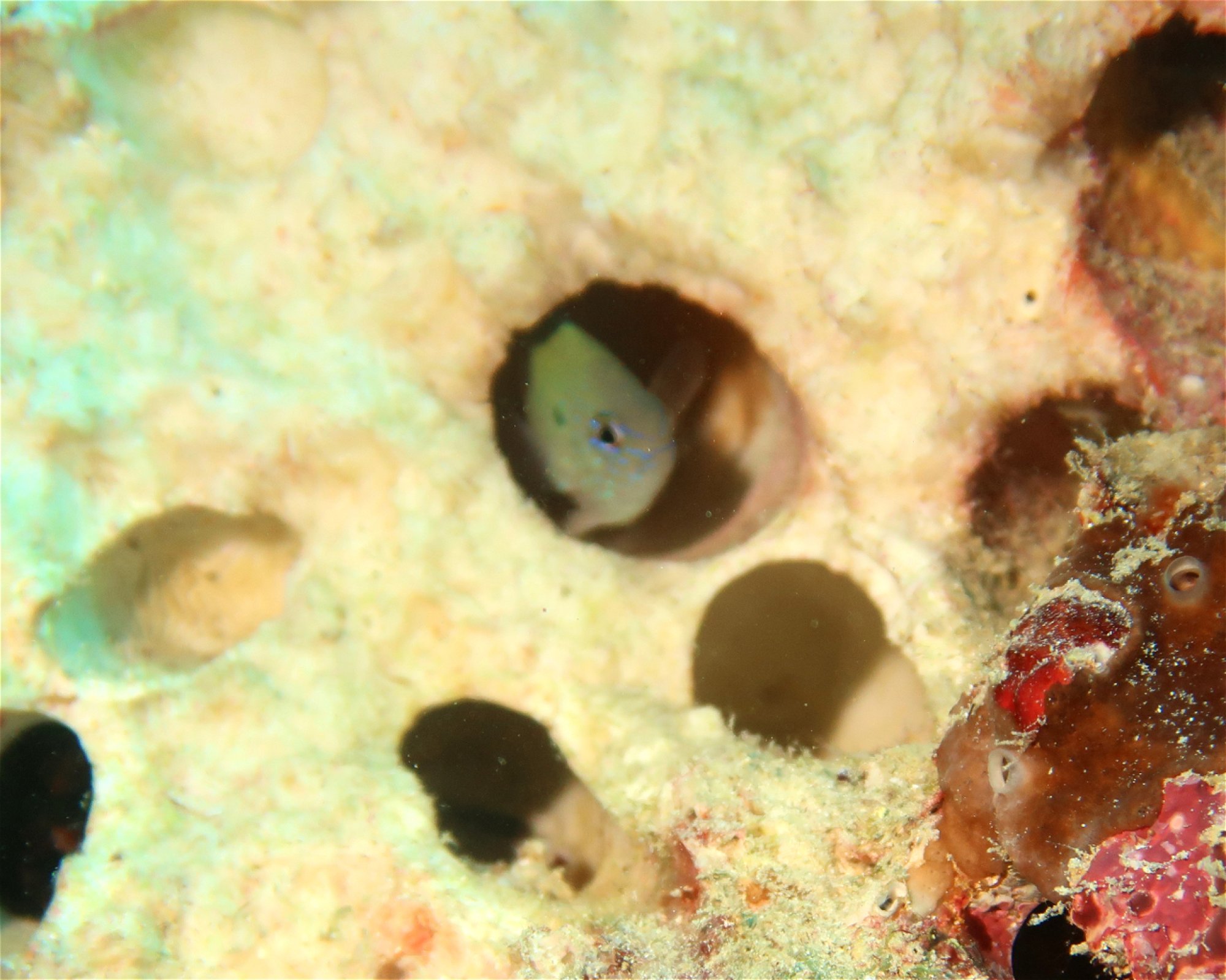 DivePoint Meedhupparu, 960 Meedhupparu