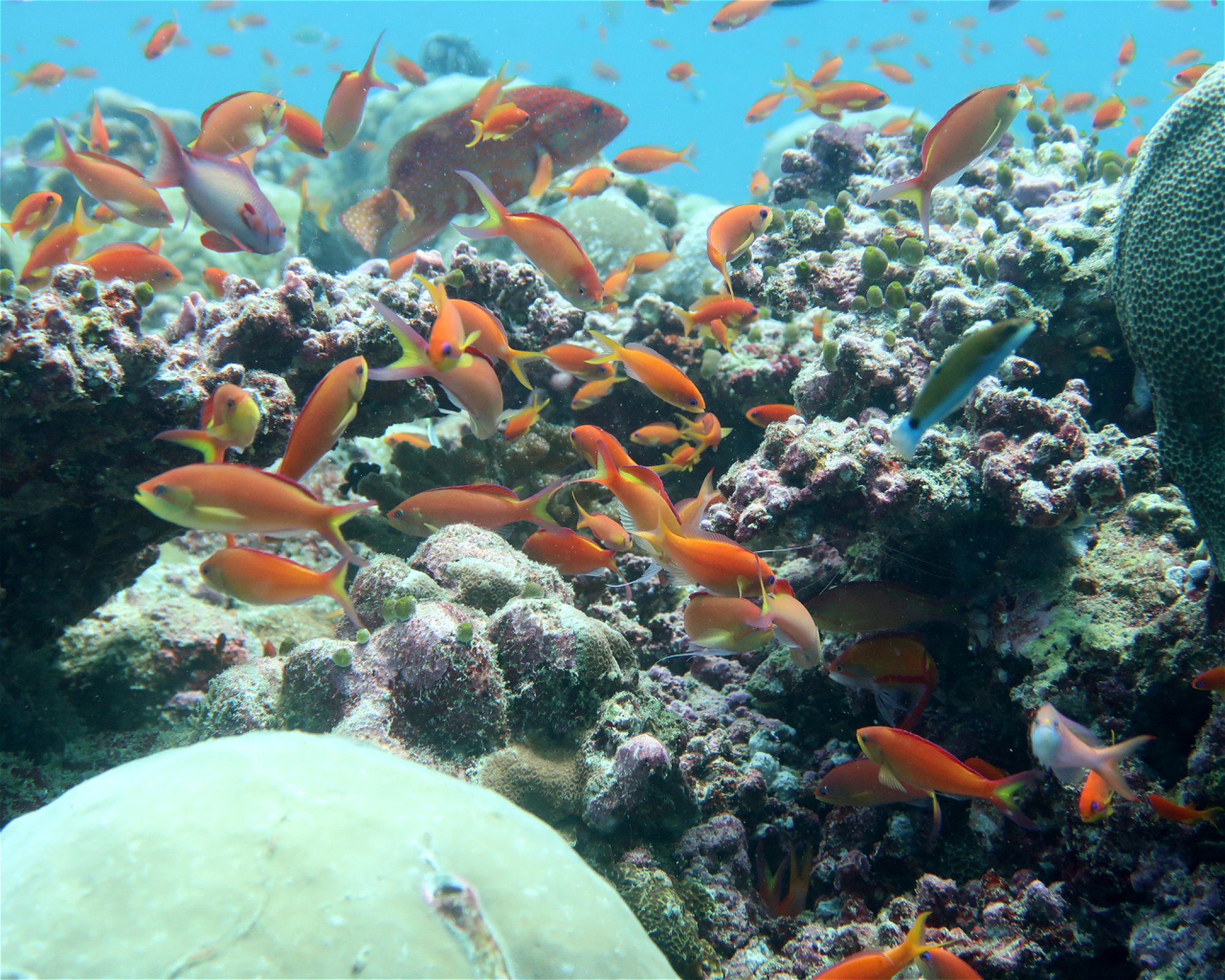 DivePoint Meedhupparu, 960 Meedhupparu