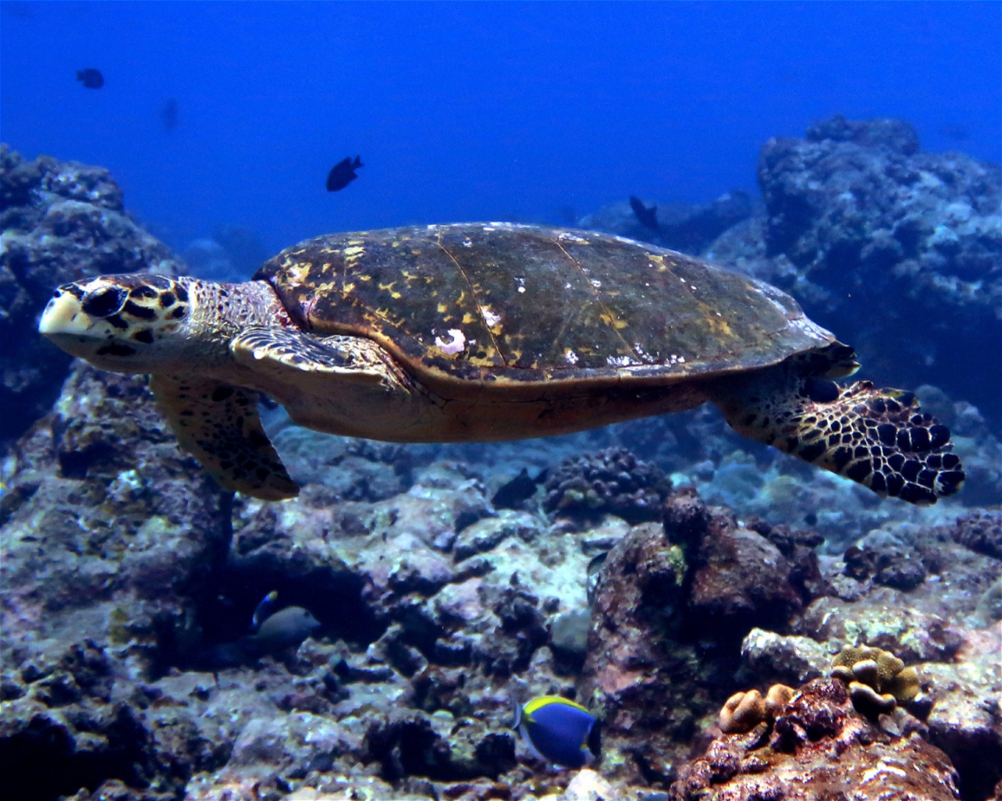 DivePoint Meedhupparu, 960 Meedhupparu