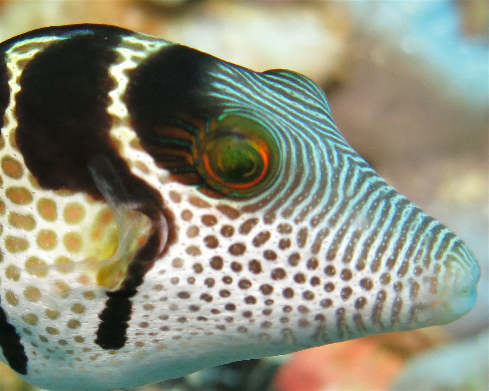 DivePoint Meedhupparu, 960 Meedhupparu