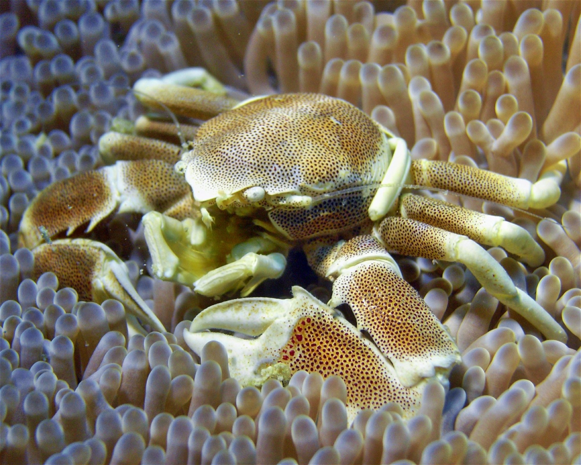 DivePoint Meedhupparu, 960 Meedhupparu