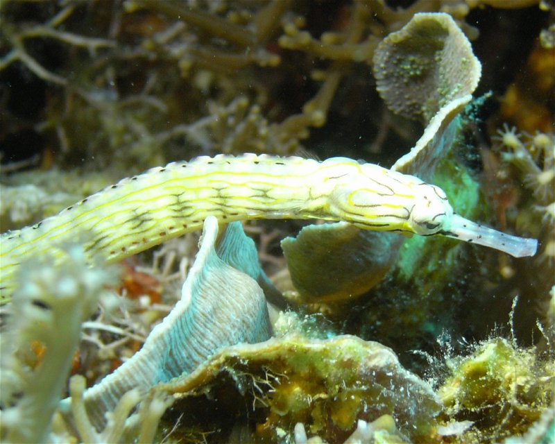Divesite Image