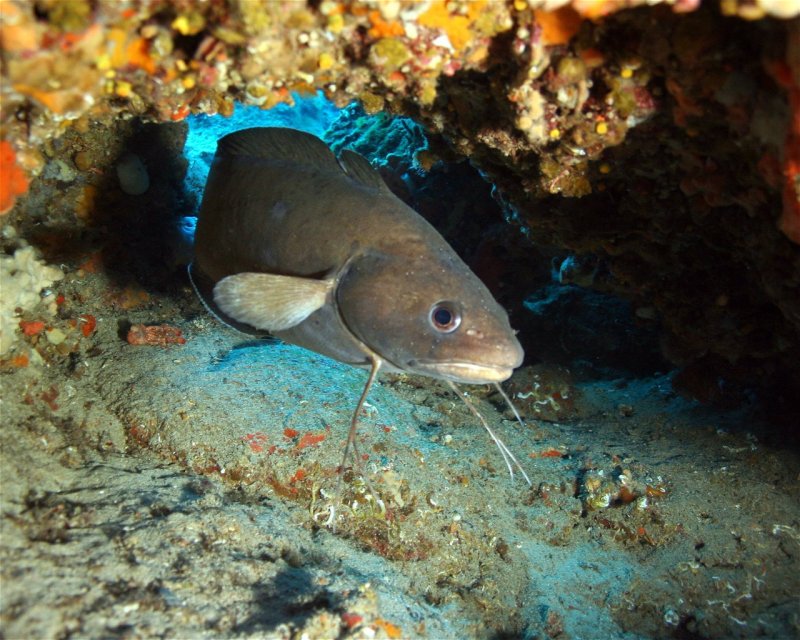 Divesite Image